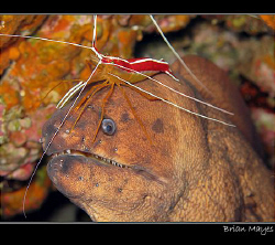 Brown Moray with Shrimp wig. Taken in El Hiero with Canon G7 by Brian Mayes 